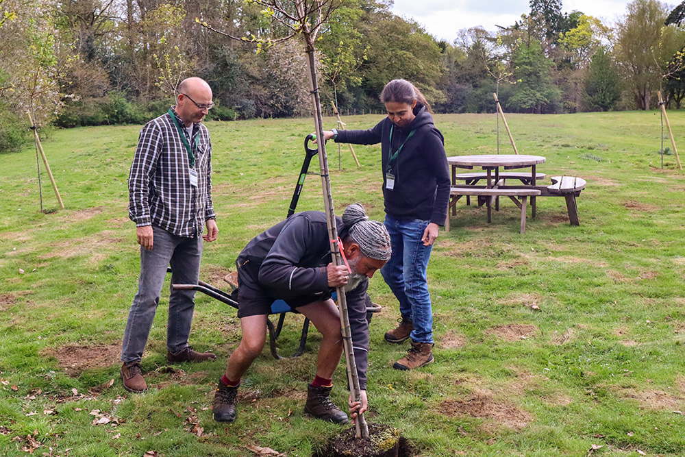 One of the maintenance crew planting the Apricot tree whilst 2 A Rocha UK employees stand by