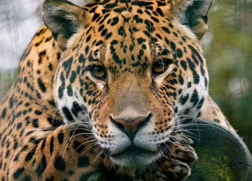 A jaguar at a local wildlife park