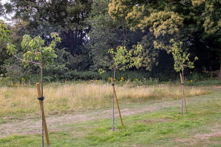 3 apricot trees at high leigh supported by wooden supports.