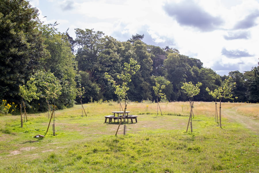 High Leigh's apricot orchard with sun shining down. The orchard, set in a circle, surrounds a picnic bench.