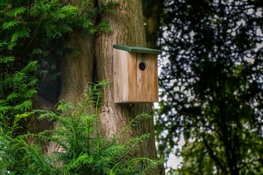 A bird box with a green roof attached to an evergreen tree at The Hayes centre.