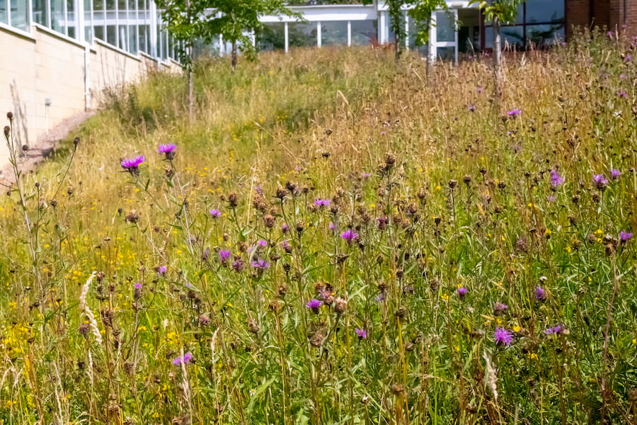 Wild grass and flowers in front of the walkway up to the Chapel at The Hayes