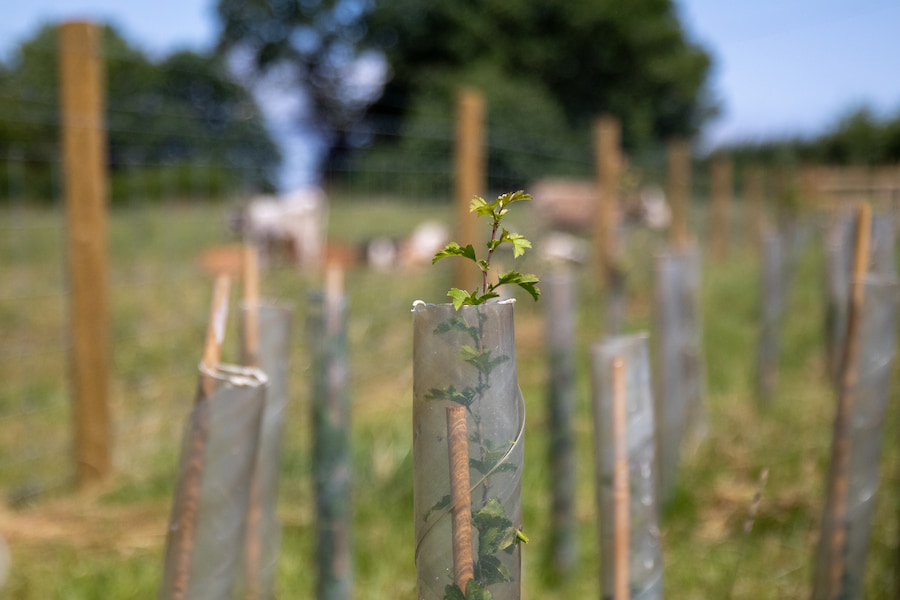 An up-close image of a planted hedgerow at The Hayes with a plastic support