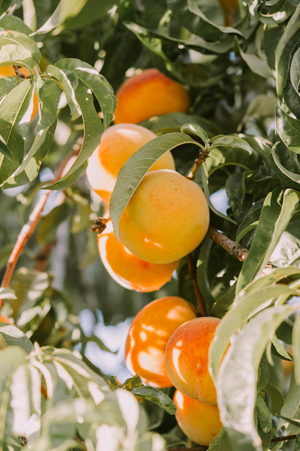 A close up photo of Apricots grown in Armenia