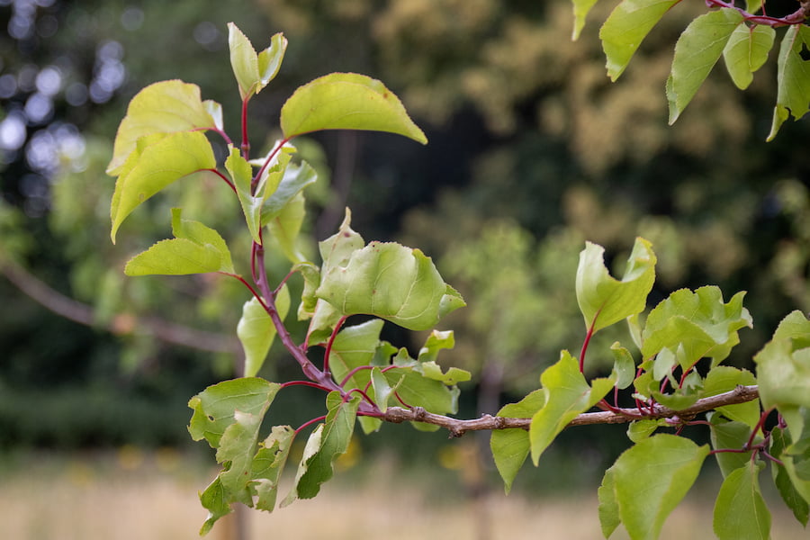 An up-close image of one of our apricot trees branches with leaves. There are not apricots on this tree