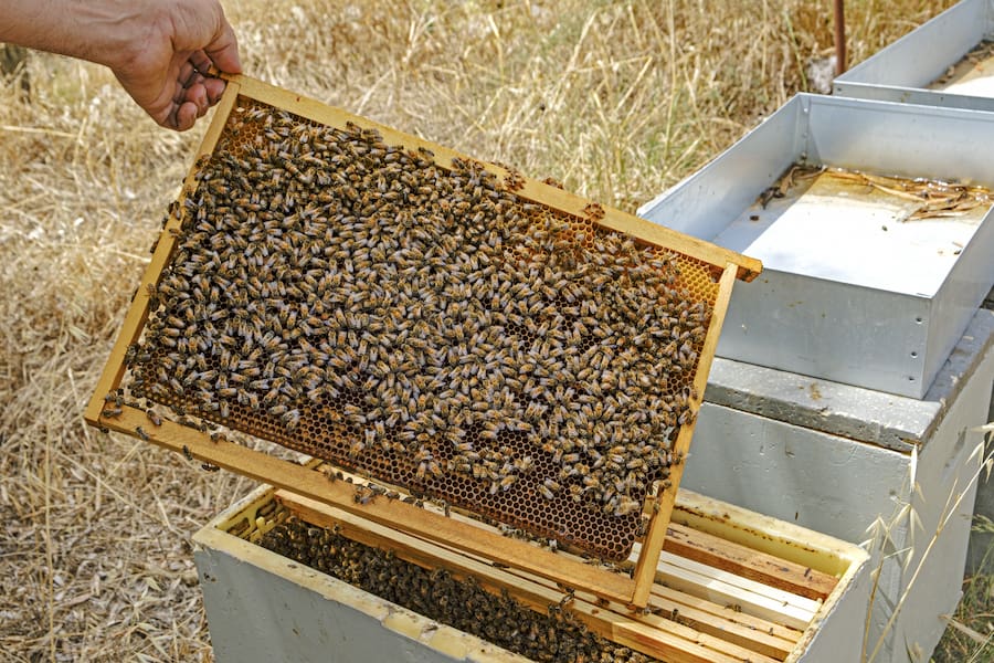 A beehive frame with lots of bees.