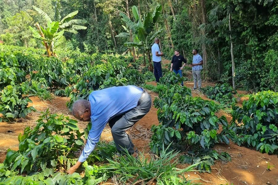 A farmer in Kenya picking crops as a member of Paddy & Scott's company talk to another farmer.