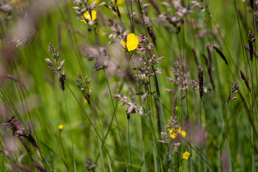 An up close shot of the hay meadow with a yellow flower in the middle.