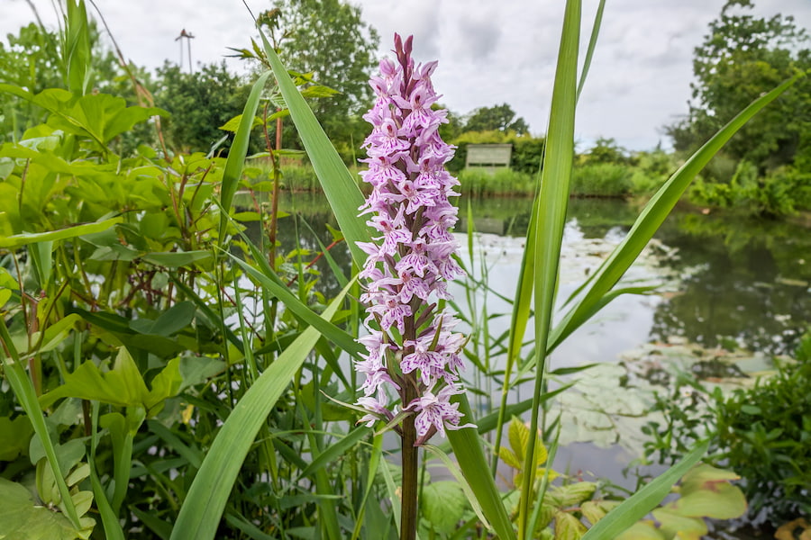 A Common Spotted Orchid by the bottom lake at The Hayes.