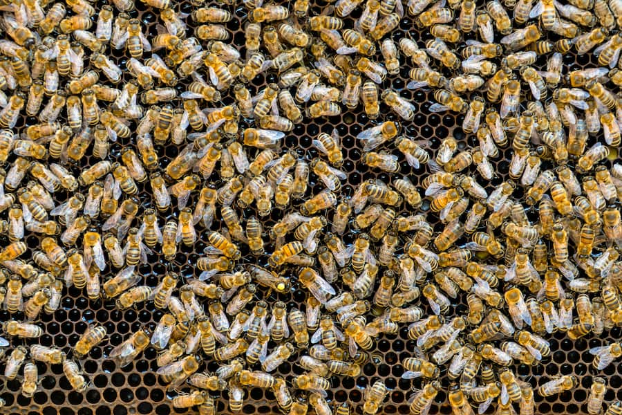 Lots of bees on a Hive Frame showing the queen in the middle.
