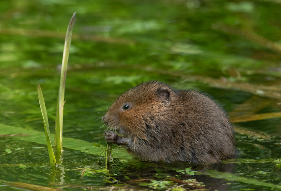 A water vole sitting in the water eating something.