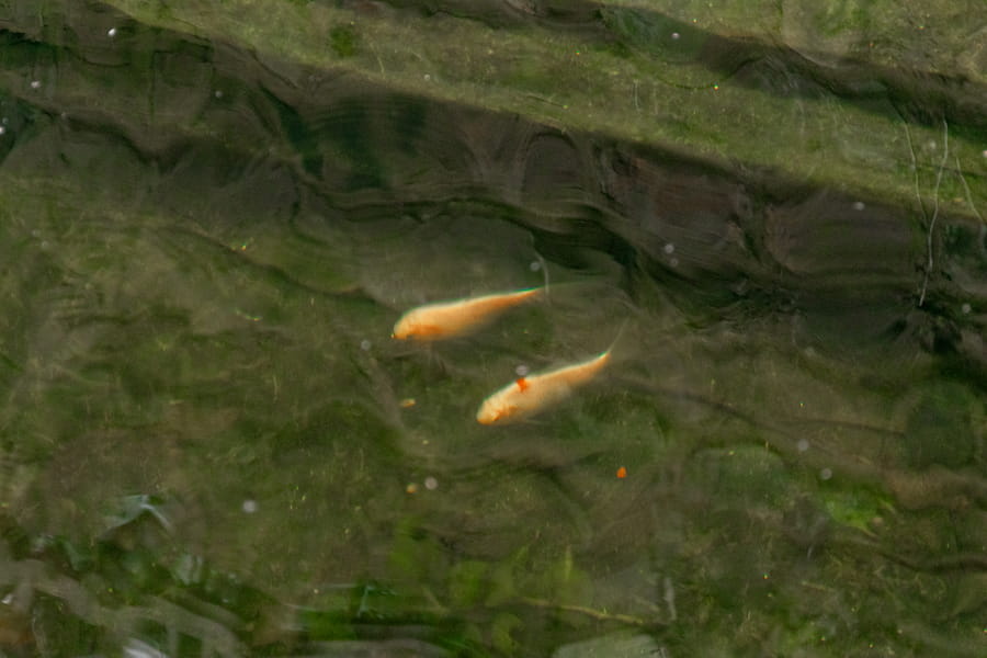 To goldfish underwater in the pond side-by-side